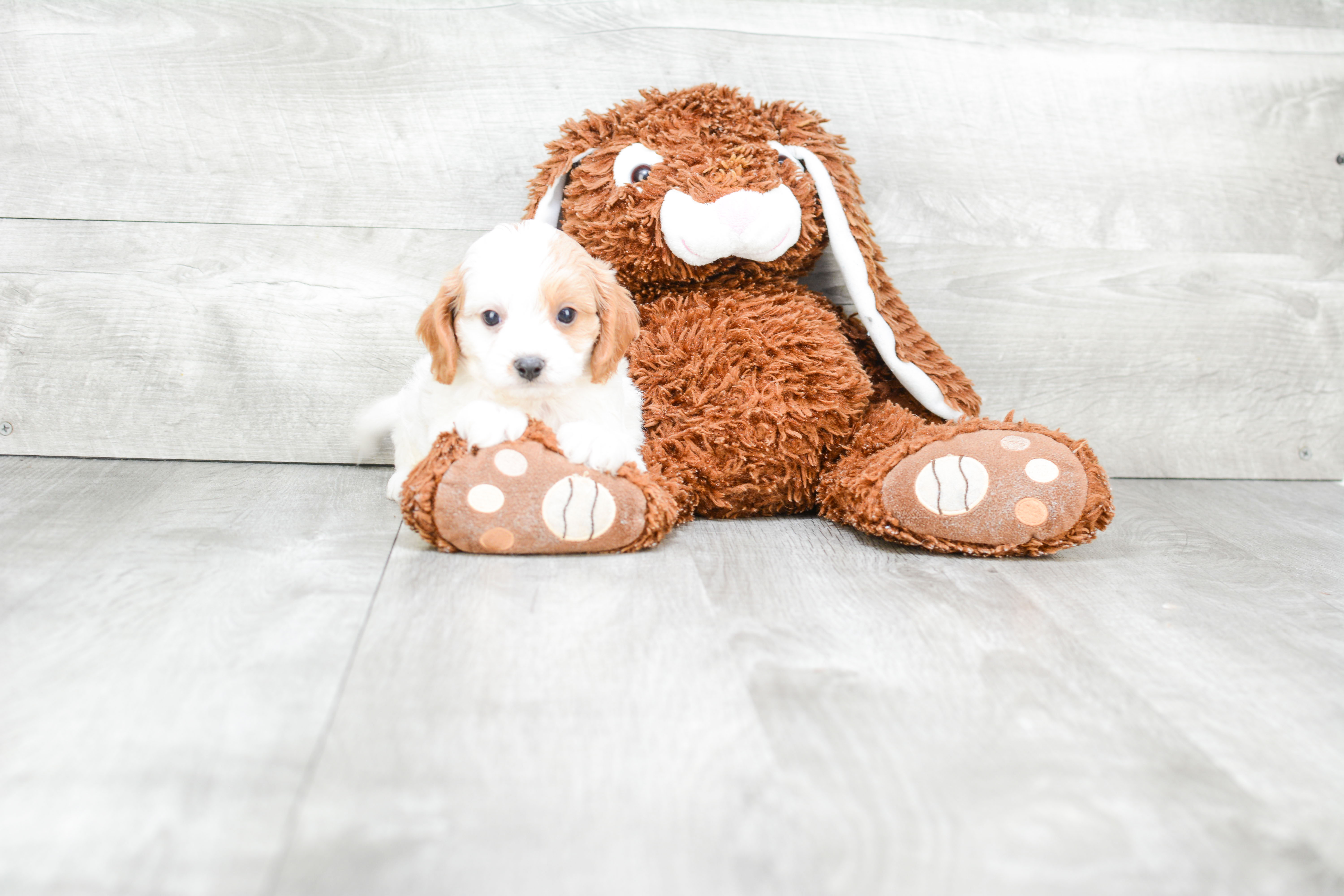 Best Cavapoo Baby