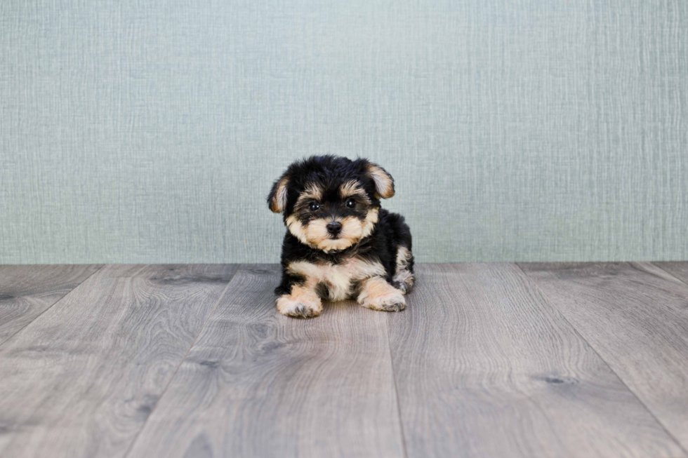 Morkie Puppy for Adoption
