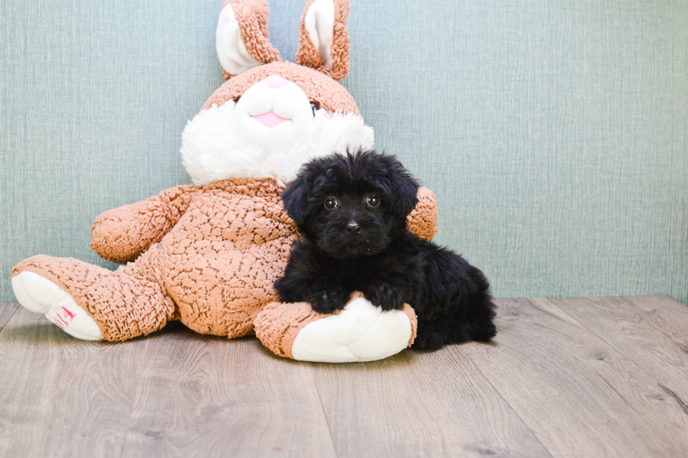 Adorable Yorkie Doodle Poodle Mix Puppy
