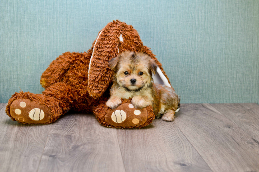 Energetic Yorkie Designer Puppy