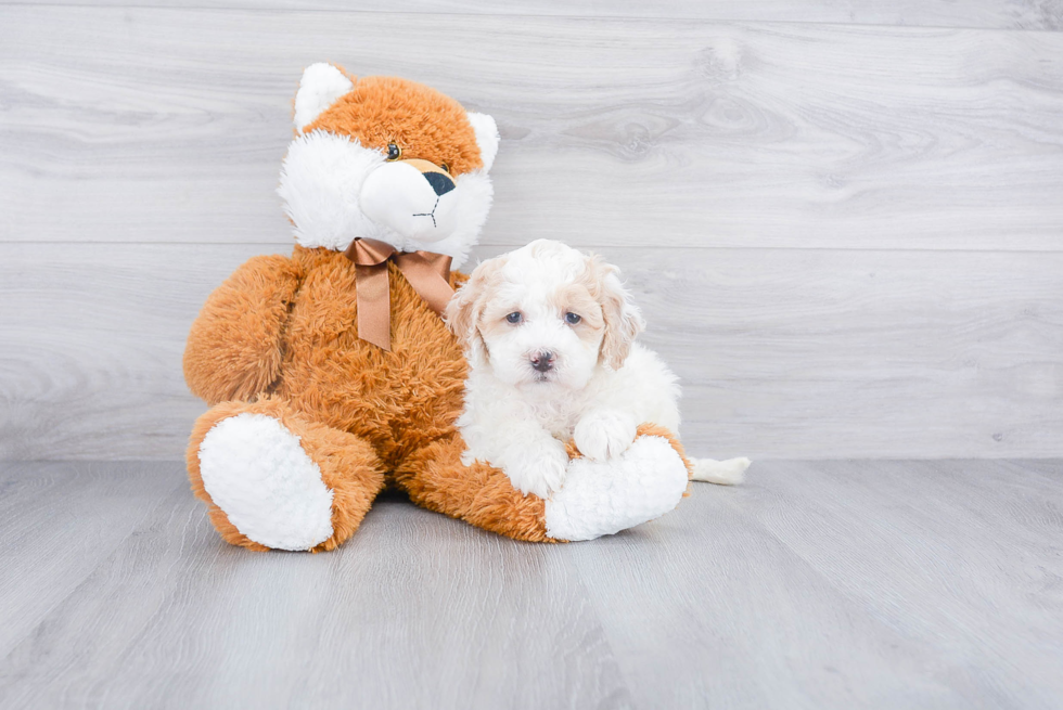 Hypoallergenic Bernadoodle Poodle Mix Puppy