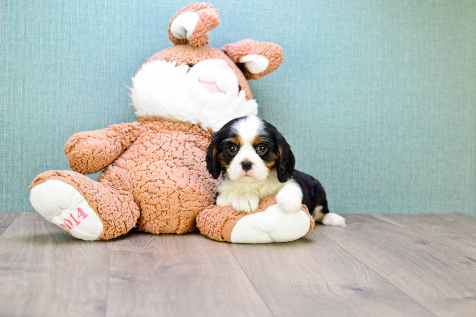 Funny Cavalier King Charles Spaniel Purebred Pup