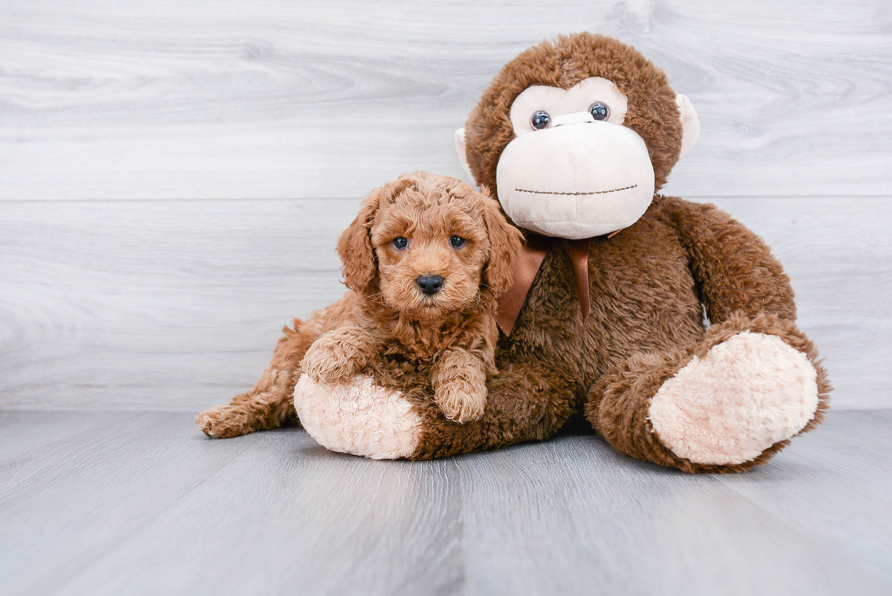 Best Mini Goldendoodle Baby
