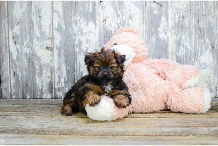 Yorkie Pom Puppy for Adoption