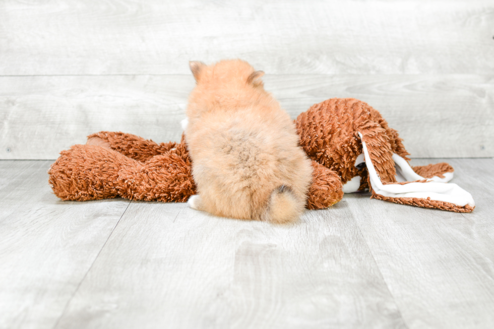 Pomeranian Puppy for Adoption