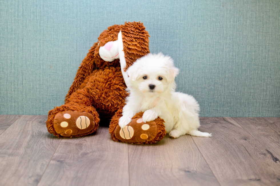 Little Maltese Purebred Pup