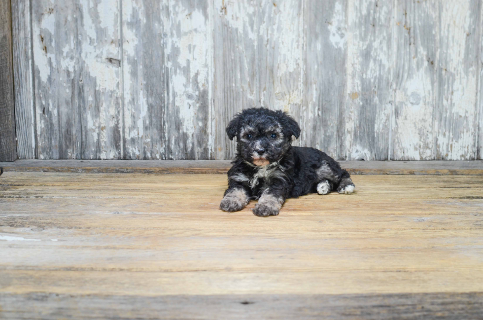 Hypoallergenic Yorkie Designer Puppy