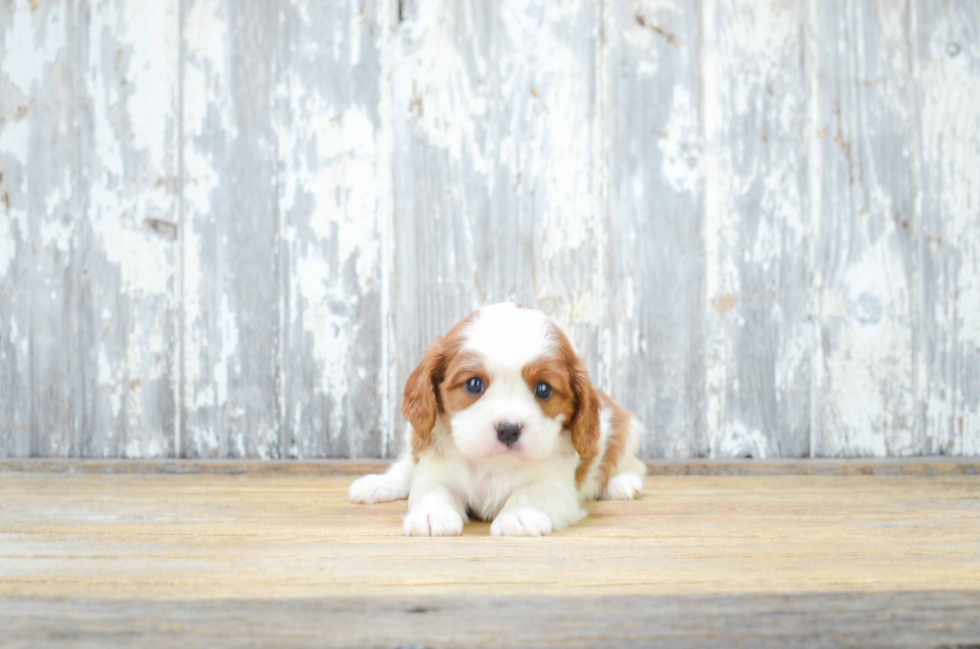Funny Cavalier King Charles Spaniel Purebred Pup