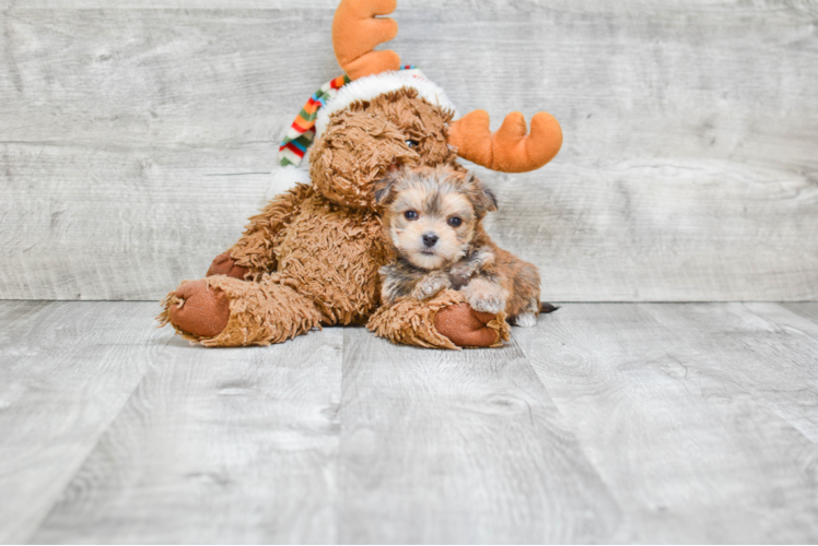 Morkie Pup Being Cute