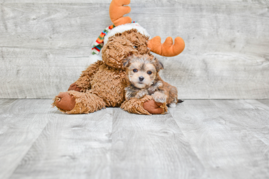 Morkie Pup Being Cute