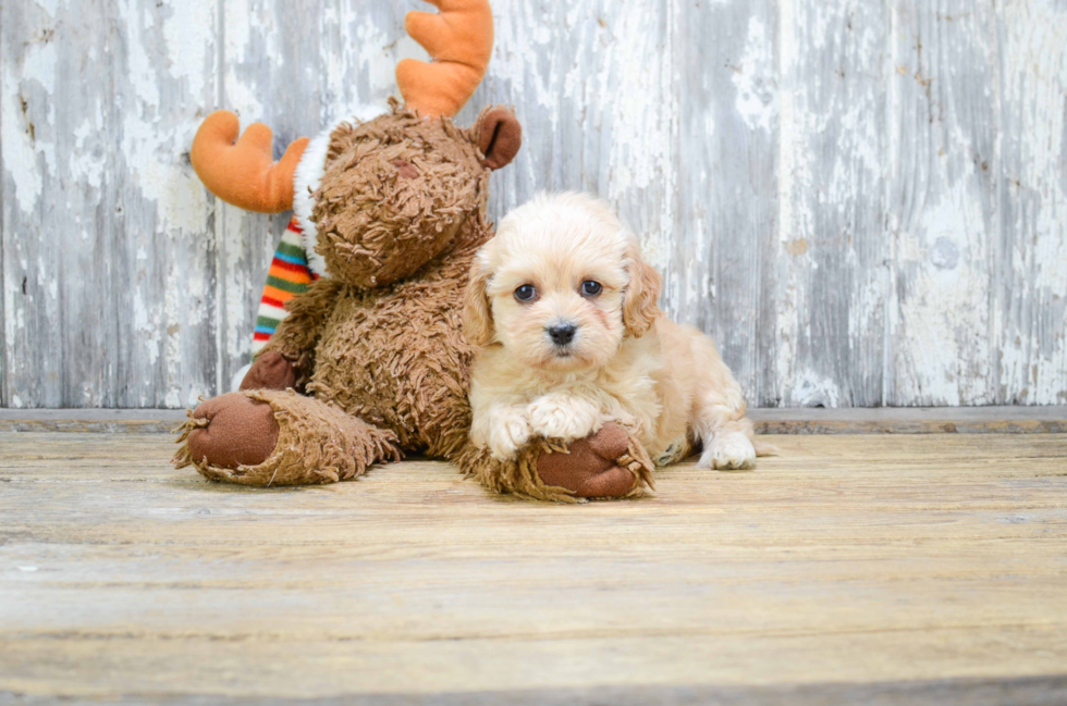 Cavachon Pup Being Cute