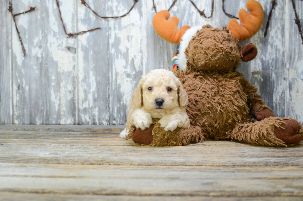 Sweet Pudle Purebred Puppy