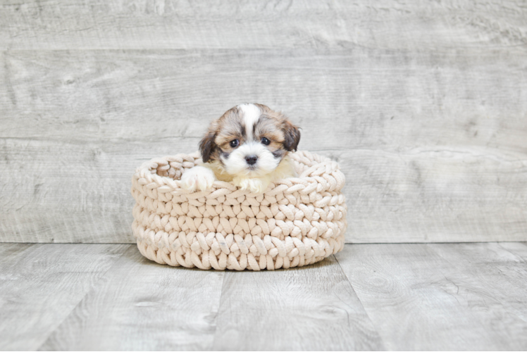 Petite Teddy Bear Designer Pup