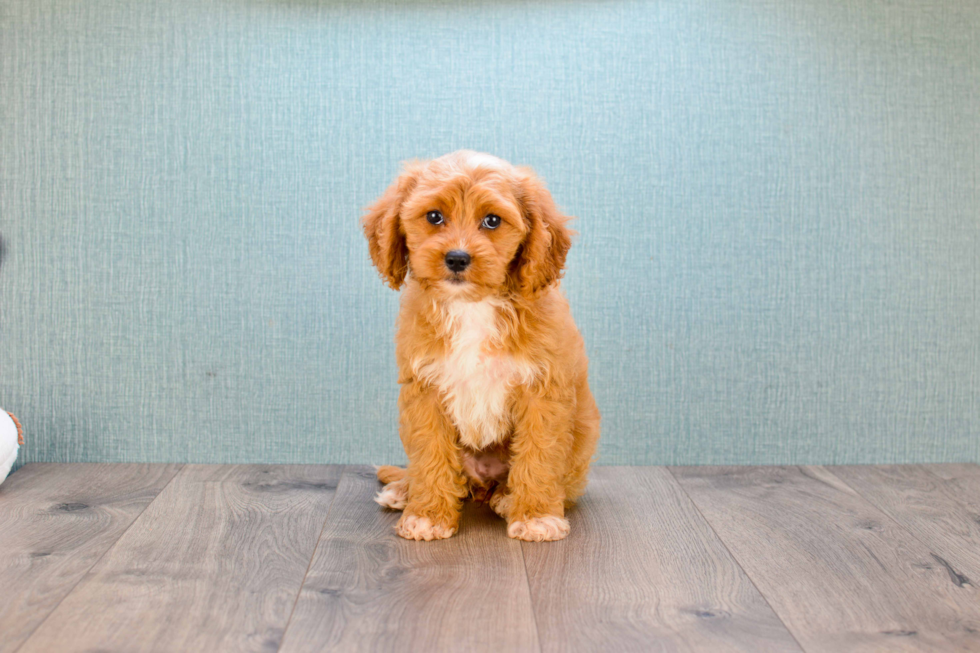 Best Cavapoo Baby