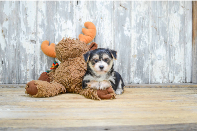 Morkie Puppy for Adoption