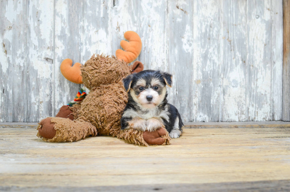Morkie Puppy for Adoption