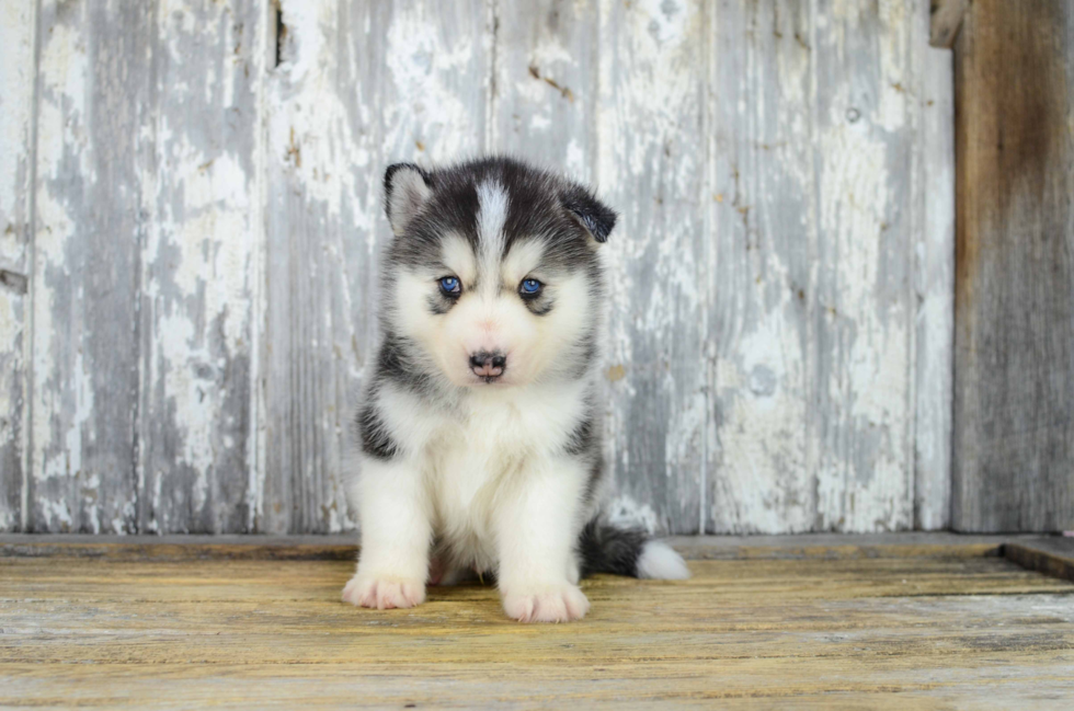 Pomsky Pup Being Cute