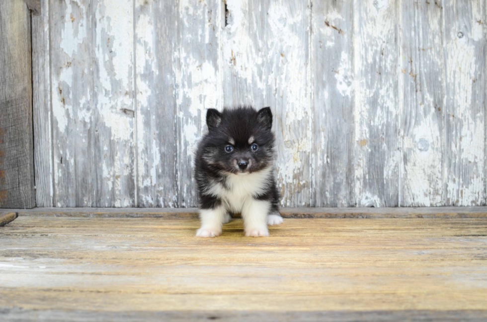 Best Pomsky Baby
