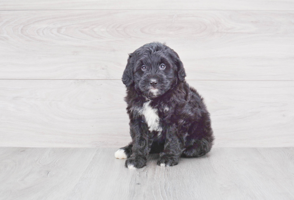 Small Mini Bernedoodle Baby