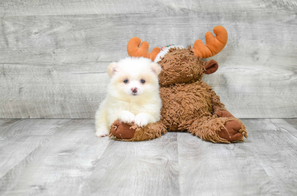 Pomeranian Pup Being Cute
