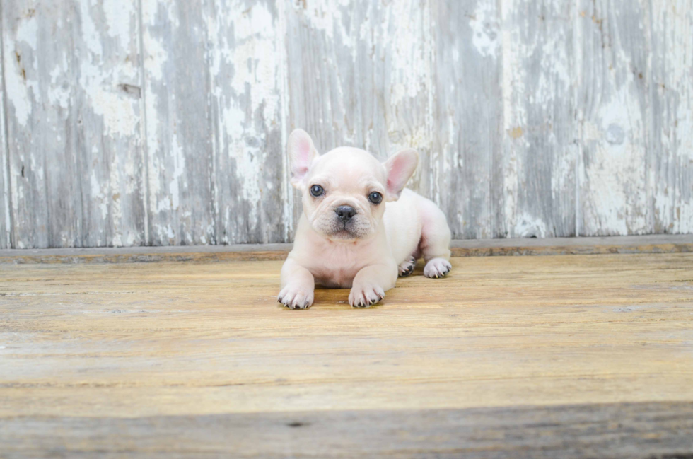 French Bulldog Puppy for Adoption