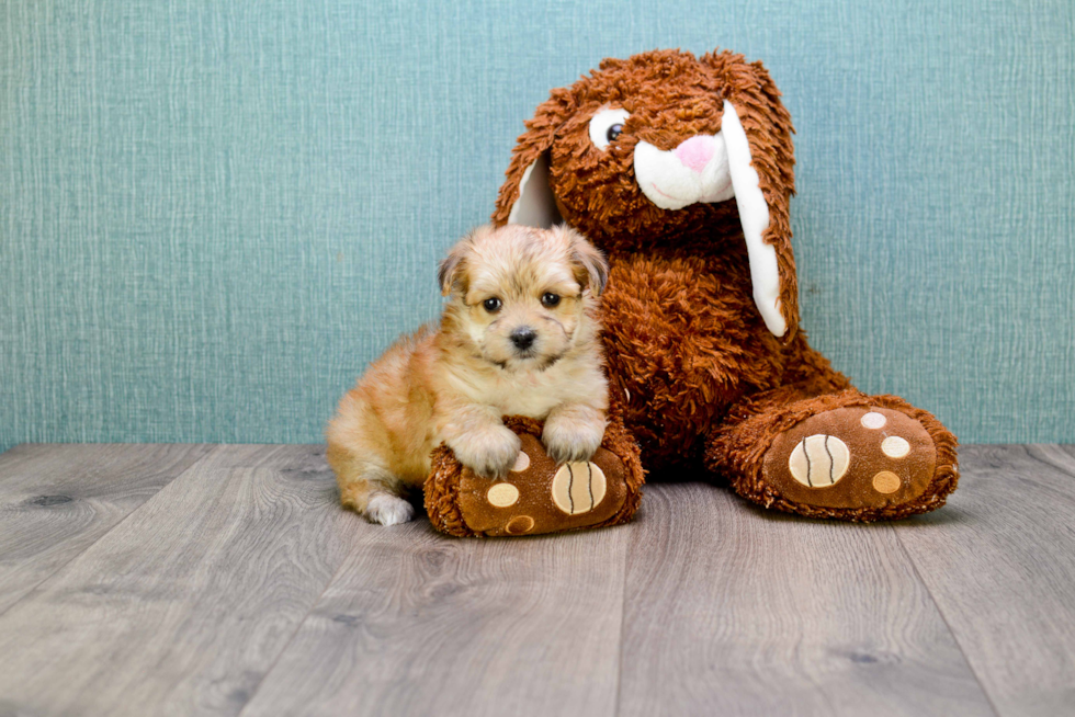 Morkie Puppy for Adoption