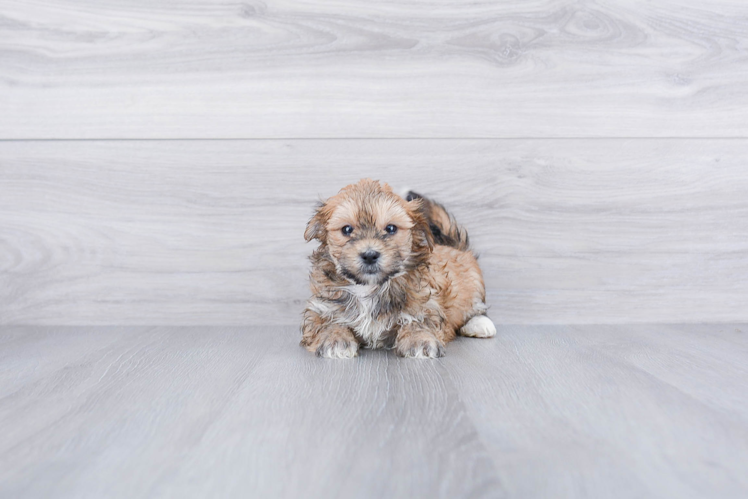 Morkie Puppy for Adoption