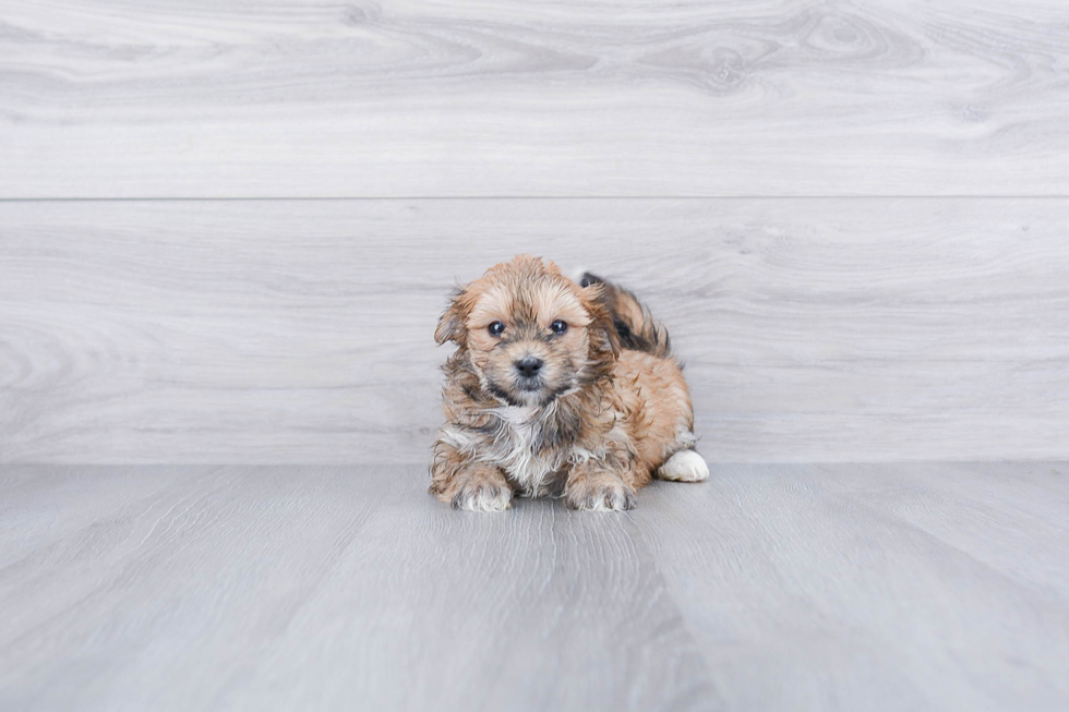 Morkie Puppy for Adoption