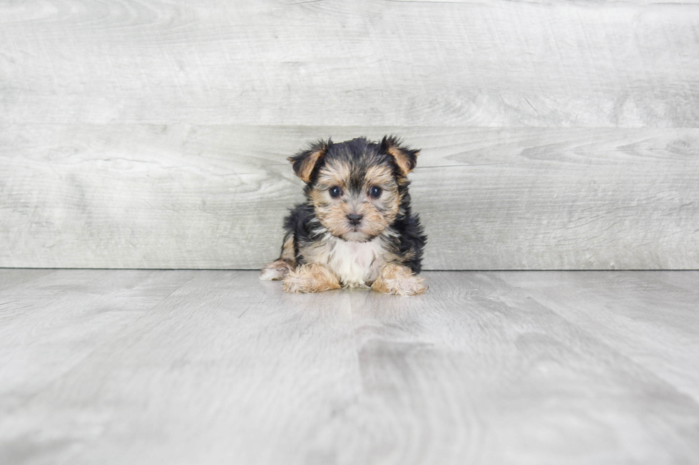 Best Morkie Baby