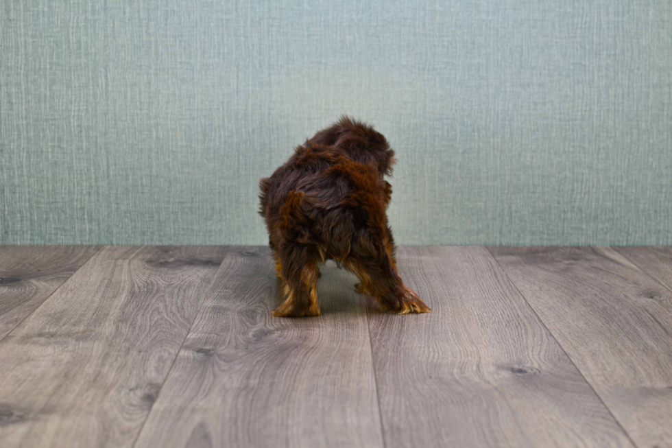 Meet Captain Morgan - our Yorkshire Terrier Puppy Photo 