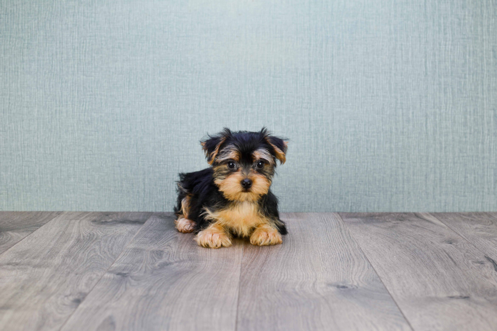 Morkie Pup Being Cute