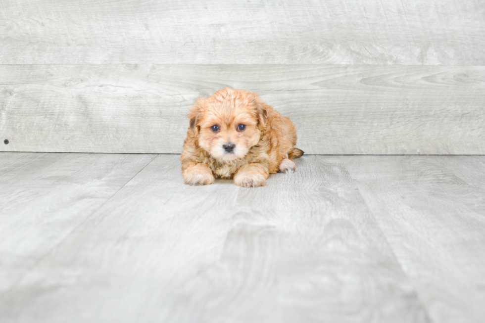 Morkie Pup Being Cute