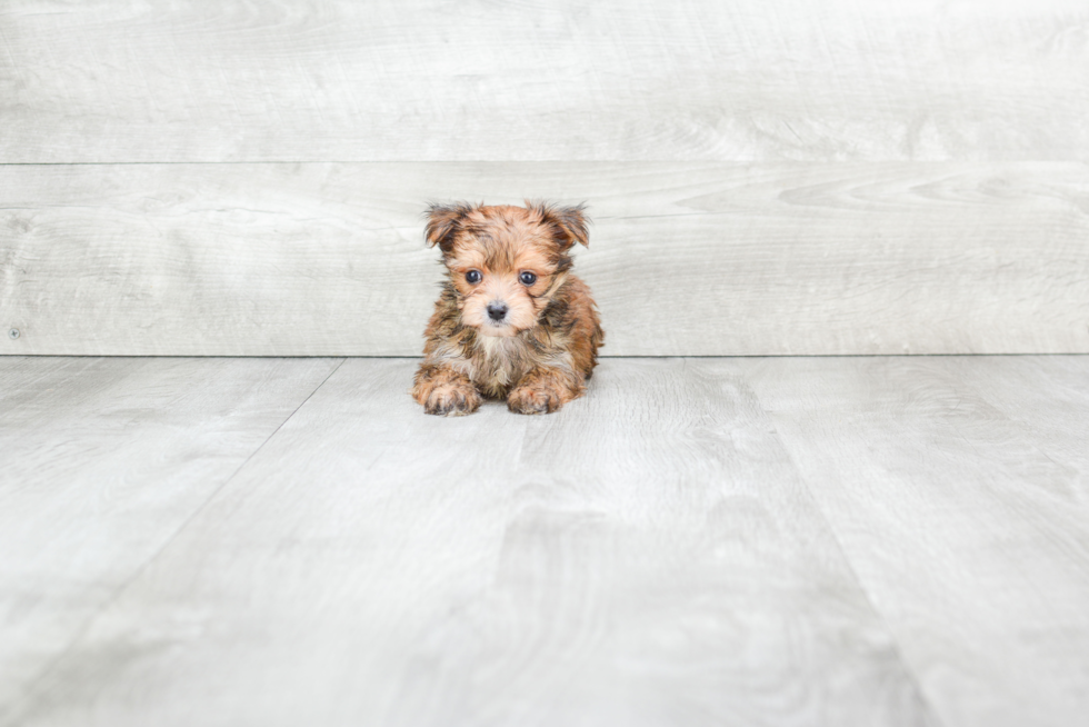Morkie Puppy for Adoption