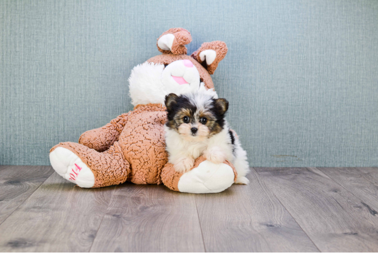 Fluffy Morkie Designer Pup