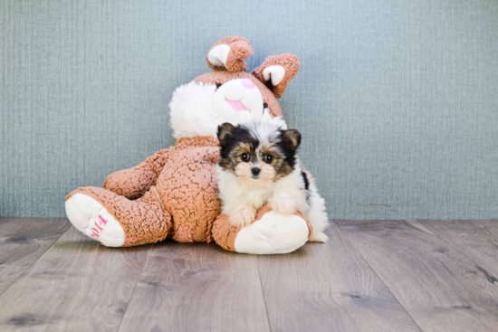 Fluffy Morkie Designer Pup