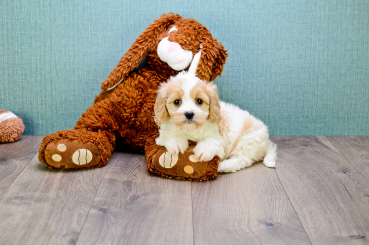 Petite Cavachon Designer Pup