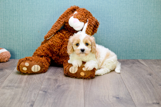 Petite Cavachon Designer Pup
