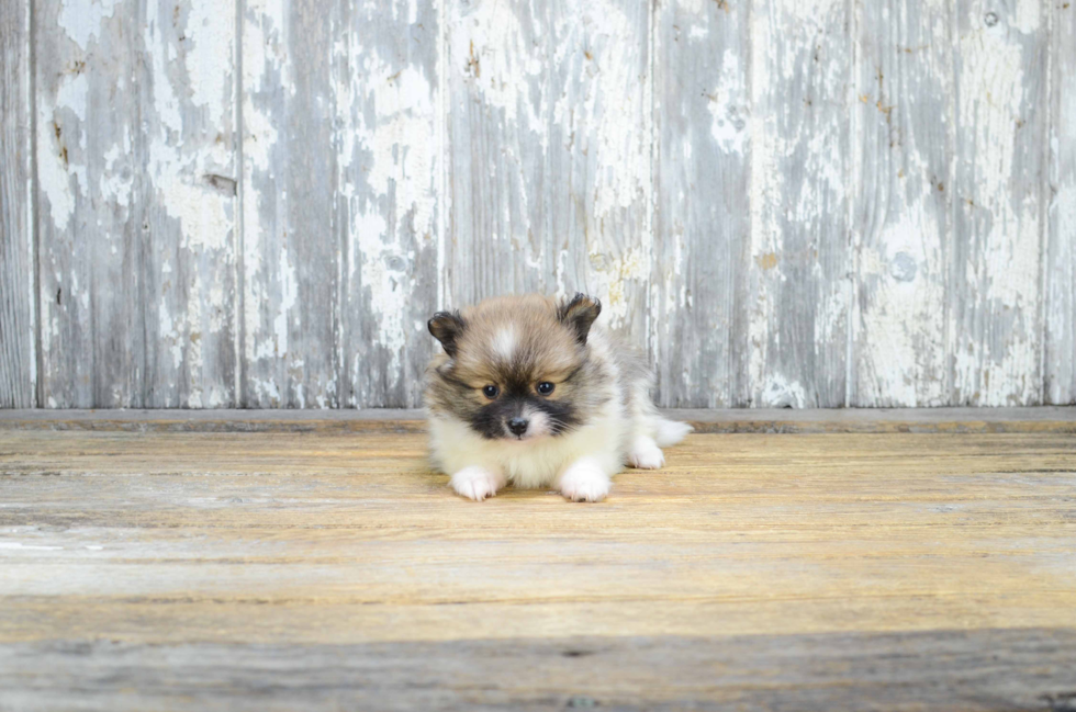 Playful Pomeranian Baby