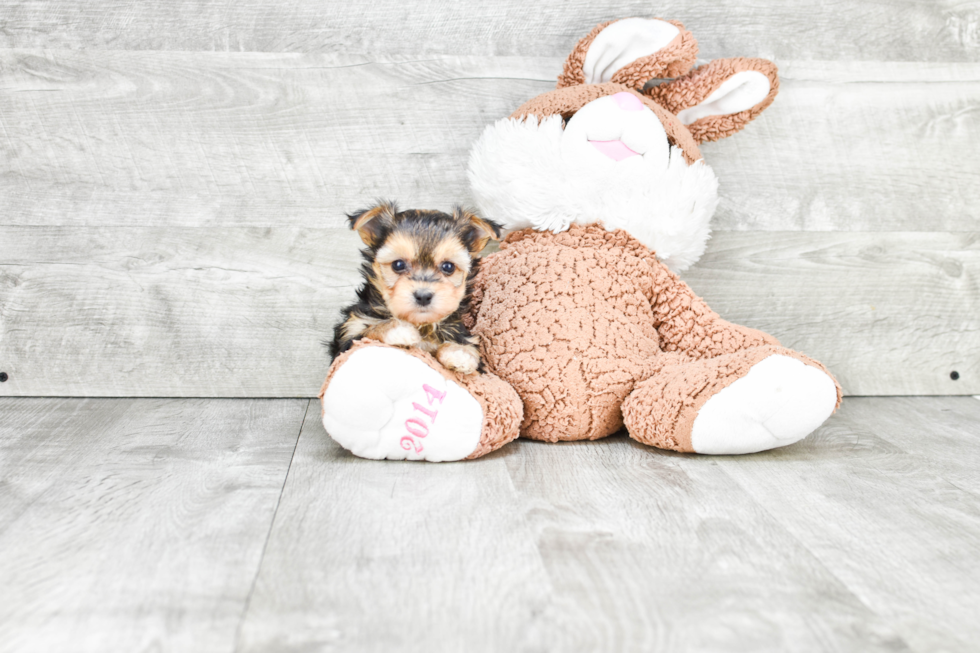 Morkie Pup Being Cute