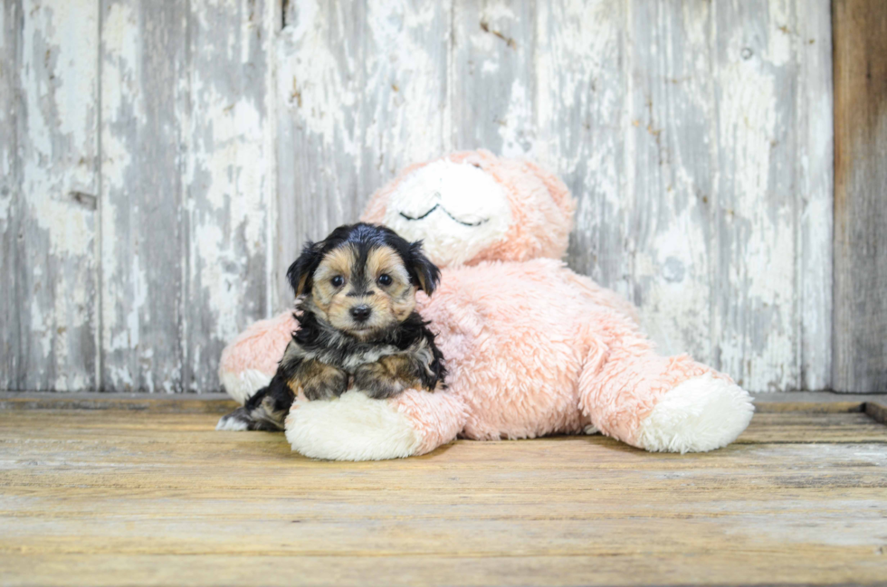 Adorable Yorkie Designer Puppy