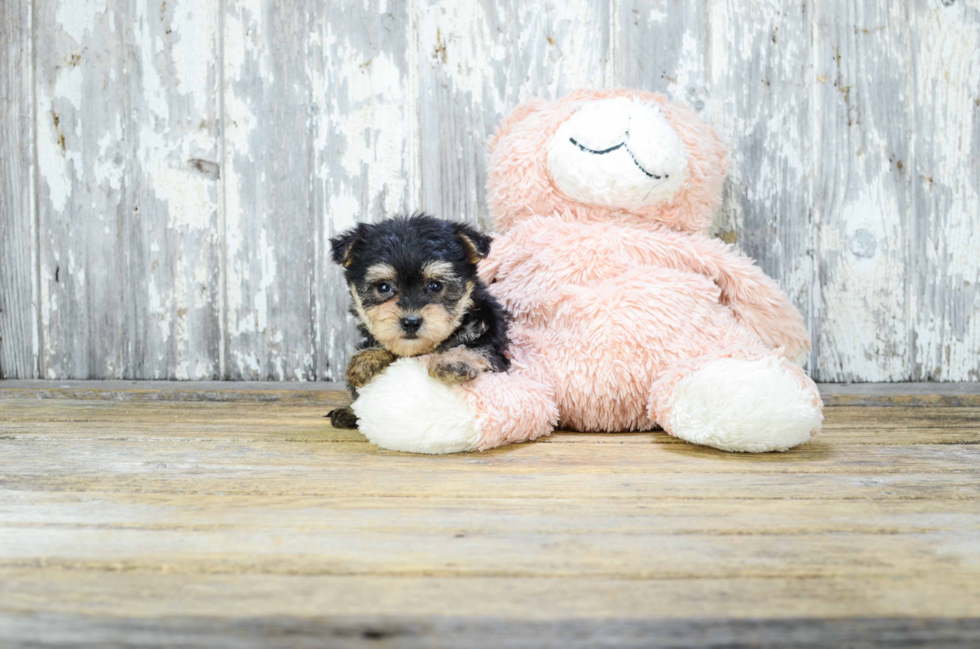 Morkie Puppy for Adoption
