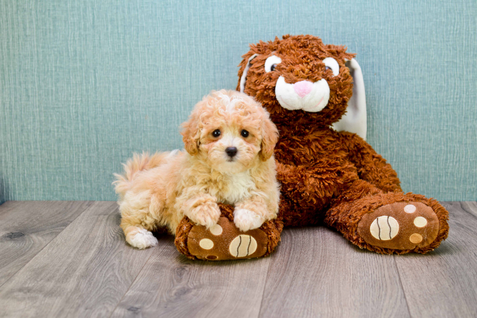 Cute Cavapoo Baby