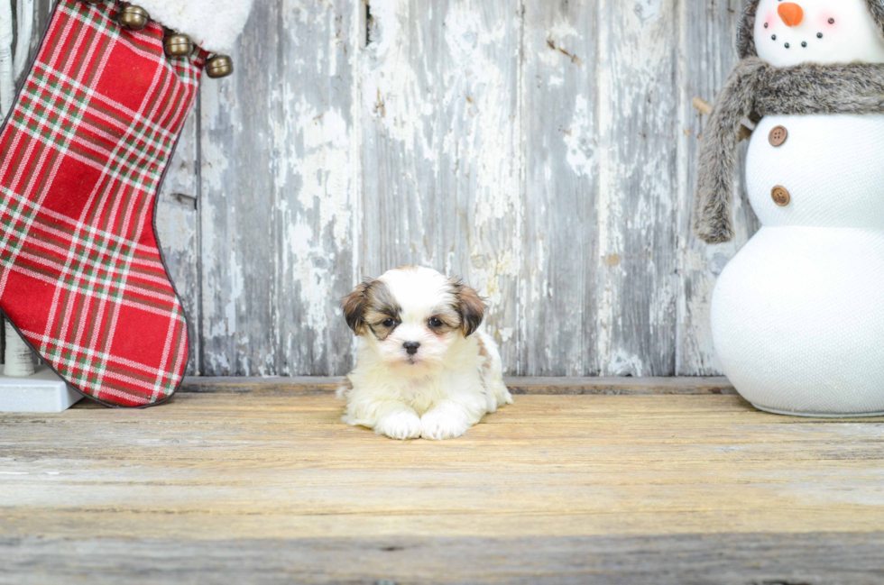 Teddy Bear Puppy for Adoption