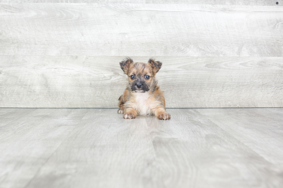 Morkie Puppy for Adoption