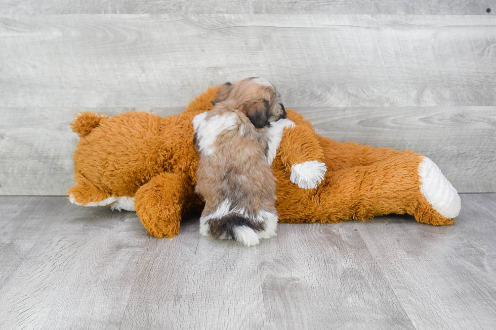 Little Havanese Baby