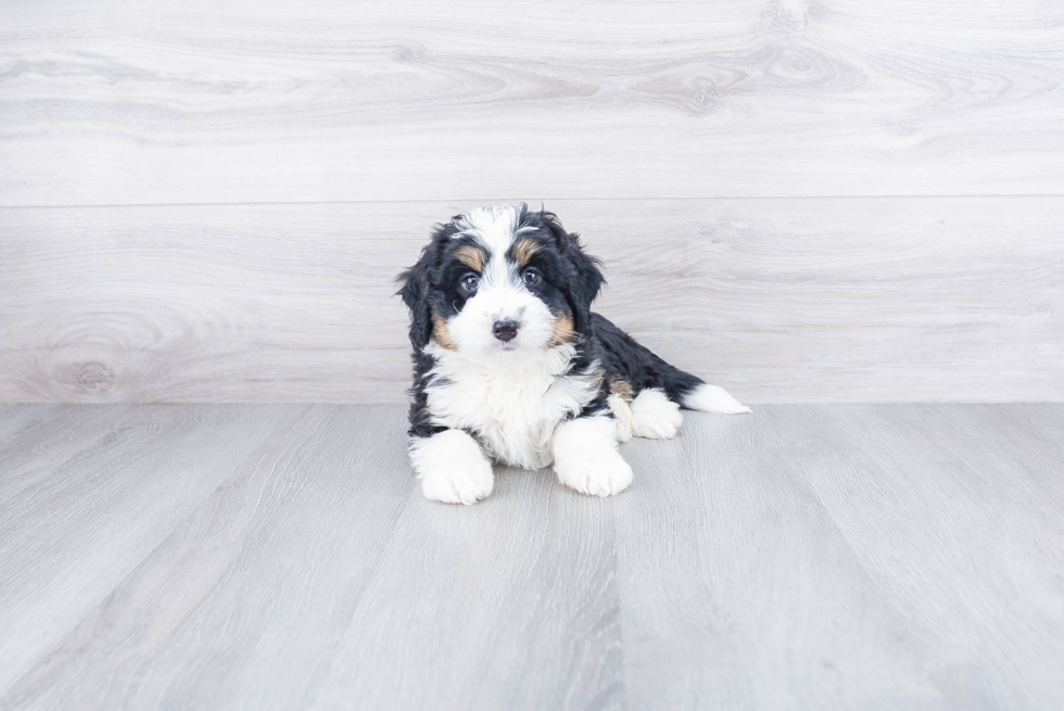 Best Mini Bernedoodle Baby