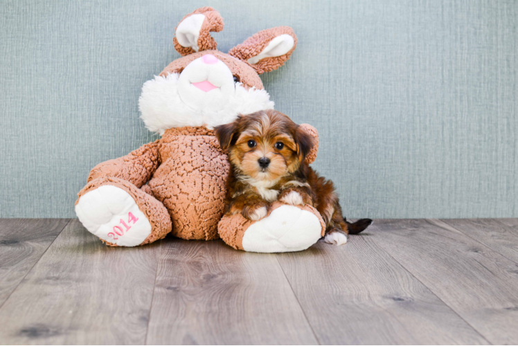 Little Yorkie Designer Puppy