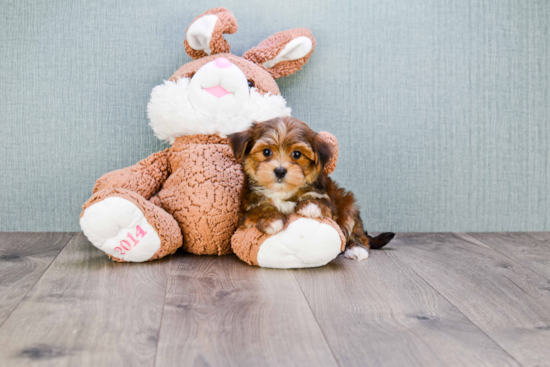 Little Yorkie Designer Puppy