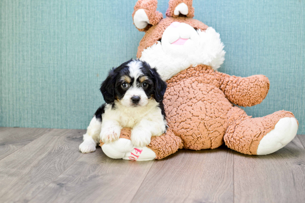 Little Cavalier Designer Puppy