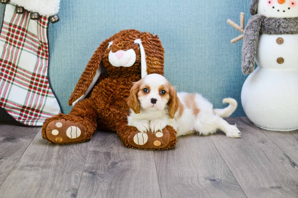 Fluffy Cavalier King Charles Spaniel Purebred Puppy